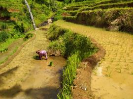 MUSIM TANAM PADI DITENGAH PANDEMI COVID-19